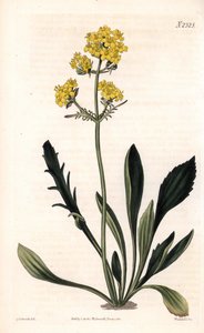 Patrinia sibirica (valeriana altaica, Valeriana ruthenica). Grabado en cobre a mano coloreado por Weddell después de una ilustración de Sydenham Edwards del Botanical Magazine de Samuel Curtis, Londres de Sydenham Teast Edwards