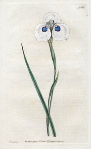 Iris de pavo real de Sydenham Teast Edwards