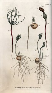 Guisantes, semilla leguminosa en diferentes etapas de germinación de Sydenham Teast Edwards