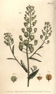 Mastuerzo, Thlaspi arvense, Siliculosa. Grabado en cobre coloreado a mano de F. Sansom de una ilustración botánica de Sydenham Edwards para las Lectures on Botany de William Curtis, como se impartieron en el Jardín Botánico de Lambeth de Sydenham Teast Edwards
