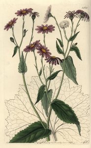 Pericallis tussilaginis de Sydenham Teast Edwards