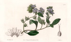 Phacelia, endémica de California - Grabado por S. Watts, de una ilustración de Sarah Anne Drake, del Registro Botánico de Sydenham Edwards, Inglaterra de Sydenham Teast Edwards