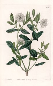 Pimelea Variete - Placa grabada por S. Watts, de una ilustración de Sarah Anne Drake (1803-1857), del Registro Botánico de Sydenham Edwards (1768-1819), Inglaterra de Sydenham Teast Edwards