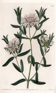 Pimelea silvestre, nativa de Australia - Grabado por S.Watts, de una ilustración de Sarah Anne Drake, del Botanical Register de Sydenham Edwards de Sydenham Teast Edwards