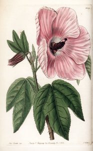 Hibisco rosa - Placa grabada por S.Watts, de una ilustración de Sarah Anne Drake (1803-1857), del Botanical Register de Sydenham Edwards (1768-1819), Inglaterra