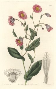 Rhodanthe rosa, nativa de Australia - Placa grabada por S. Watts de una ilustración de Sarah Anne Drake, del Registro Botánico de Sydenham Teast Edwards