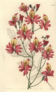 Orquídea del pobre, Schizanthus grahamii, del Botanical Register de Sydenham Edwards de Sydenham Teast Edwards