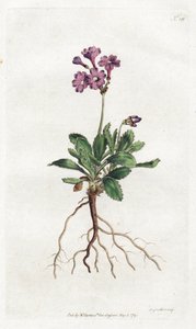 Primevere marginee - Litografía de Sydenham Edwards (1768-1819), placa del Botanical Magazine de William Curtis (1746-1799) de Sydenham Teast Edwards