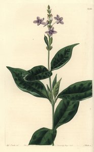 Eranthemum faecundum, del Botanical Register de Sydenham Edwards de Sydenham Teast Edwards