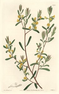 Pultanea flexilis, nativa de Australia - Placa grabada por S. Watts de una ilustración de Sarah Anne Drake, del Registro Botánico de Sydenham Teast Edwards
