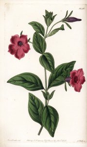 Petunia de flor púrpura - Placa grabada por S.Watts, de una ilustración de Sarah Anne Drake, de la Revista Botánica de Sydenham Edwards, Inglaterra de Sydenham Teast Edwards