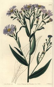 Aster de flores púrpuras, del Botanical Register de Sydenham Edwards de Sydenham Teast Edwards