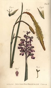 Orquídea púrpura de Sydenham Teast Edwards