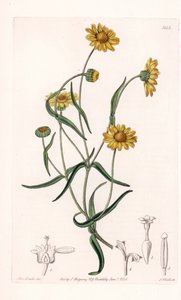 Reina Margarita de California - Grabado por S. Watts, de una ilustración de Sarah Anne Drake (1803-1857), del Botanical Register de Sydenham Edwards (1768-1819), Inglaterra