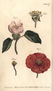 Flor de membrillo de Sydenham Teast Edwards