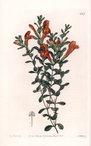 Variedad de Clinopodium rojo - Grabada por S. Watts, de una ilustración de Sarah Anne Drake, del Registro Botánico de Sydenham Edwards