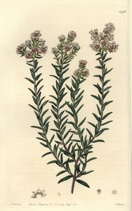 Soulangia rubra, del Botanical Register de Sydenham Edwards de Sydenham Teast Edwards