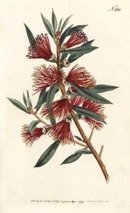 Callistemon citrinus de Sydenham Teast Edwards