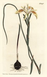 Moraea de hojas enrolladas, Moraea angusta. Grabado en cobre coloreado a mano por F. Sansom Jr. después de una ilustración de Sydenham Edwards del Botanical Magazine de William Curtis, T. Curtis, Londres