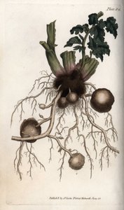 Raíces y tubérculos de una papa de semilla de Sydenham Teast Edwards