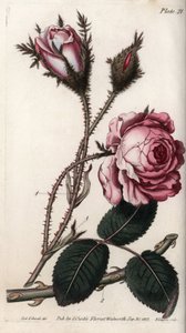 Rosa, flor de rosa de cien hojas de Sydenham Teast Edwards