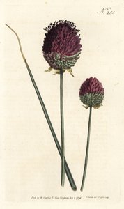 Ajo de cabeza redonda, Allium sphaerocephalon de Sydenham Teast Edwards
