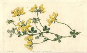 Loto de arena - Lotus arenarius de Sydenham Teast Edwards