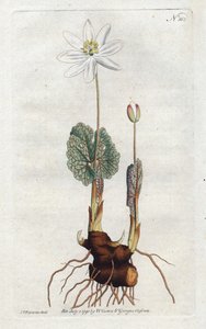 Sanguinaria del Canadá