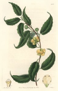Schisandra tiene flores amarillas, nativa de Nepal - Aguafuerte de S. Watts de una ilustración de Sarah Anne Drake (1803-1857), del Botanical Register de Sydenham Teast Edwards