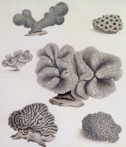 Conchas y Flora Marina de Sydenham Teast Edwards