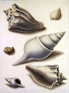 Conchas y flora marina de Sydenham Teast Edwards