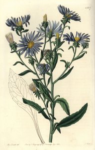 Aster vistoso, Aster spectabilis. Grabado en cobre coloreado a mano por S. Watts después de una ilustración de Sarah Drake del Botanical Register de Sydenham Edwards, Ridgeway, Londres de Sydenham Teast Edwards
