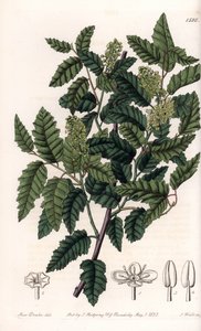 Arbusto Schinus latifolia, variedad de pimienta - Placa grabada por S.Watts, de una ilustración de Sarah Anne Drake, del Botanical Register de Sydenham Edwards de Sydenham Teast Edwards