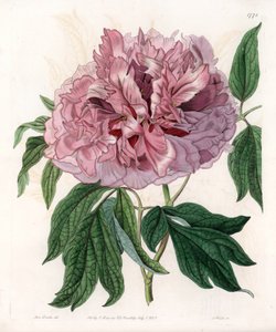 Peonía arbustiva o peonía de oveja - Tabla grabada por S. Watts, de una ilustración de Sarah Anne Drake, del Registro Botánico de Sydenham Edwards, Inglaterra de Sydenham Teast Edwards