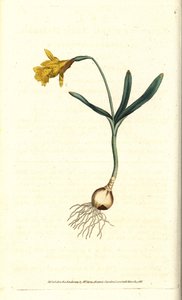Narciso pequeño - Narcissus pseudonarcissus subsp. minor de Sydenham Teast Edwards