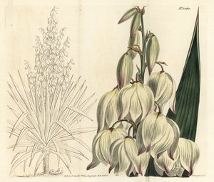 Daga española o aguja de Adán, Yucca gloriosa. Grabado en cobre coloreado a mano por F. Sansom Jr. después de una ilustración de Sydenham Edwards del Botanical Magazine de William Curtis, T. Curtis, Londres