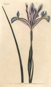 Iris español, Iris xiphium de Sydenham Teast Edwards