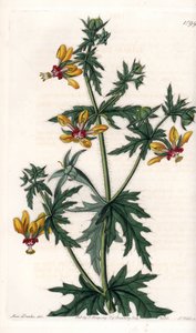 Amapola picante - Placa grabada por S.Watts, de una ilustración de Sarah Anne Drake, del Botanical Register de Sydenham Edwards de Sydenham Teast Edwards