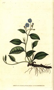 Omphalodes de primavera o Borraginácea pequeña - Omphalodes rastrera, Omphalodes verna (omphalodes azul, Cynoglossum omphalodes). Grabado en cobre coloreado a mano después de una ilustración botánica de James Sowerby del The Botanical Magazine de William C de Sydenham Teast Edwards