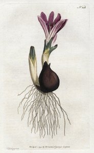 Bulbocode de primavera o campanilla - Litografía de Sydenham Edwards, del Botanical Magazine de William Curtis de Sydenham Teast Edwards