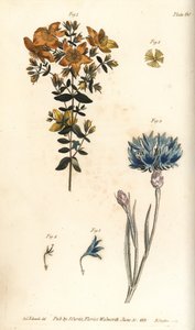 Hierba de San Juan, Hypericum perforatum, Polyadelphia de Sydenham Teast Edwards