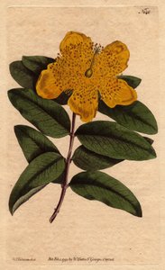 Hypericum calycinum de Sydenham Teast Edwards