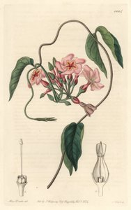 Echite estelar, nativa de Brasil - del Registro Botánico de Sydenham Teast Edwards