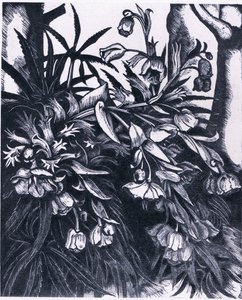 Hellebore apestoso, Nature in Britain publicado por Collins de Sydenham Teast Edwards