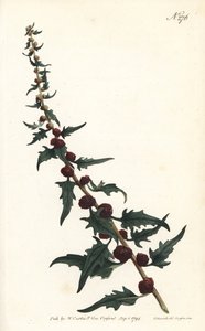 Espinaca de fresa en baguette - Pie de ganso frondoso, Chenopodium foliosum (Blite de fresa, Blitum virgatum). Grabado en cobre coloreado por Sansom de una ilustración de Sydenham Edwards del Botanical Magazine de William Curtis, Londres de Sydenham Teast Edwards