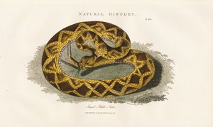 Serpiente de cascabel rayada de Sydenham Teast Edwards