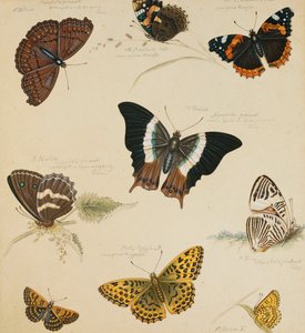 Estudios de mariposas e insectos de Sydenham Teast Edwards