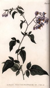 Dulce amargo o amargo dulce de Sydenham Teast Edwards