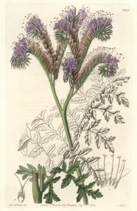 Phacelia de hoja de tanaceto, nativa de California - Agua fuerte de S. Watts de una ilustración de Sarah Anne Drake (1803-1857), del Registro Botánico de Sydenham Teast Edwards