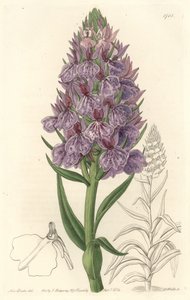 Orquídea terrestre, endémica de la isla de Madeira, del Registro Botánico